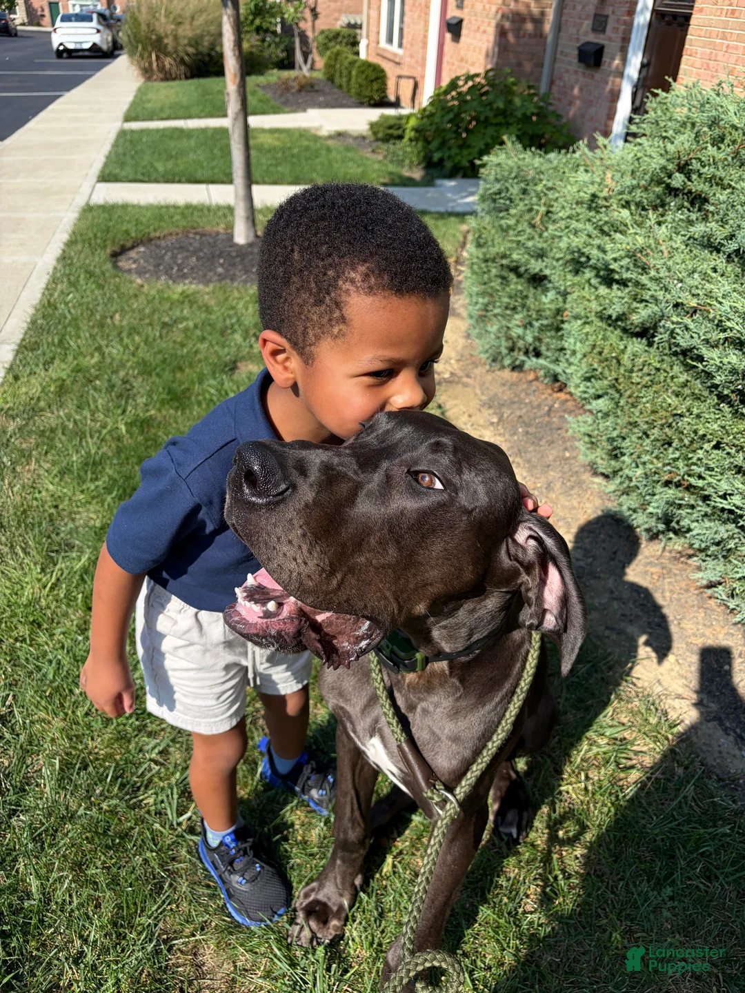 Great Dane dogs for sale: Jax - Ad 2