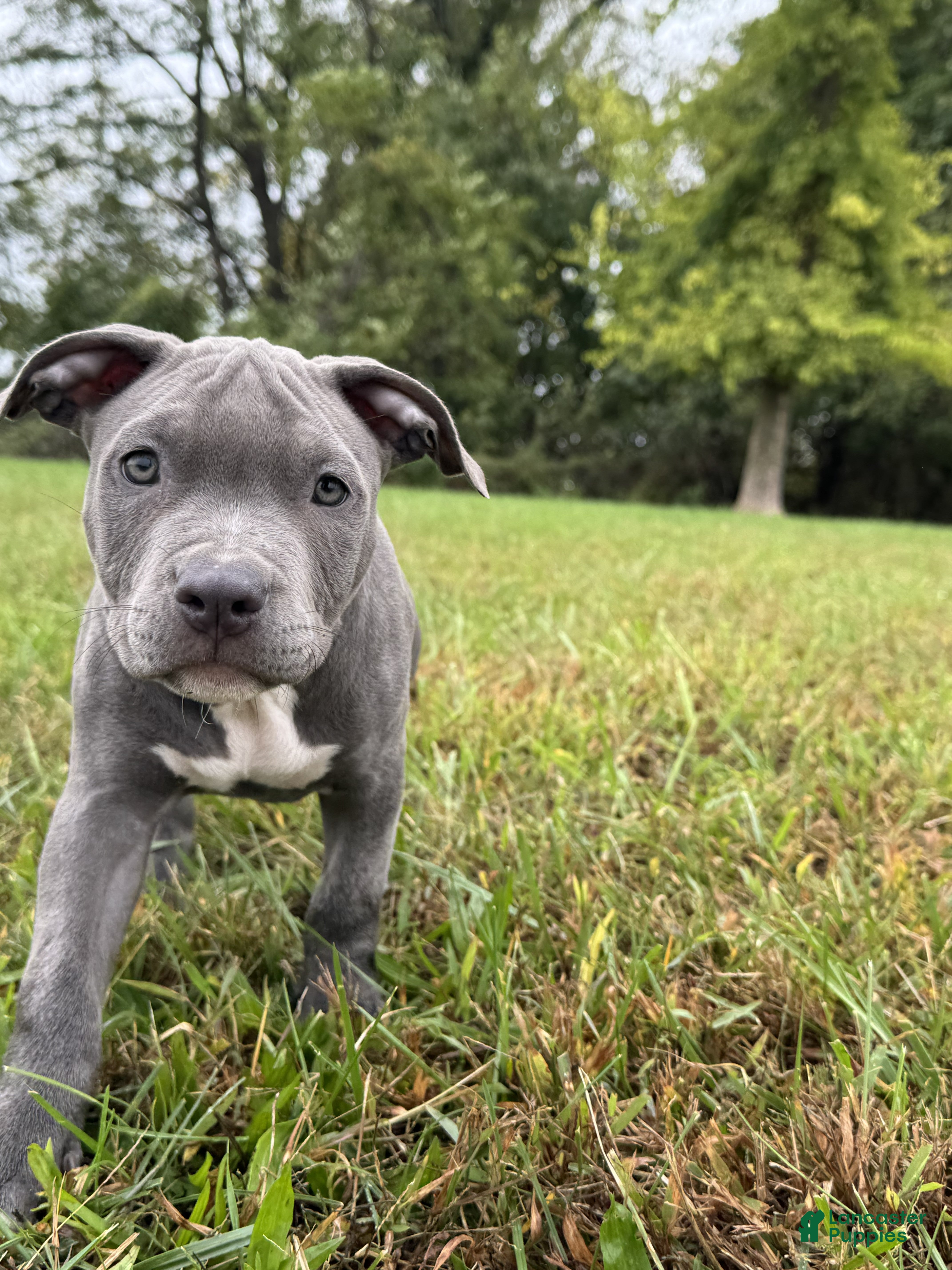 American Bully Puppies for sale in Pittsburgh, Pennsylvania