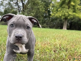 American Bully dogs - Ad 25