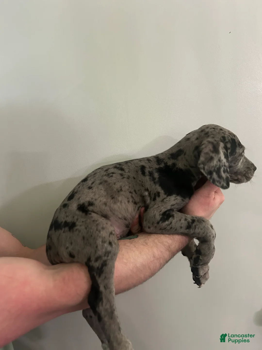 Mixed Breed dogs for sale: Puppy 4  - Ad 2