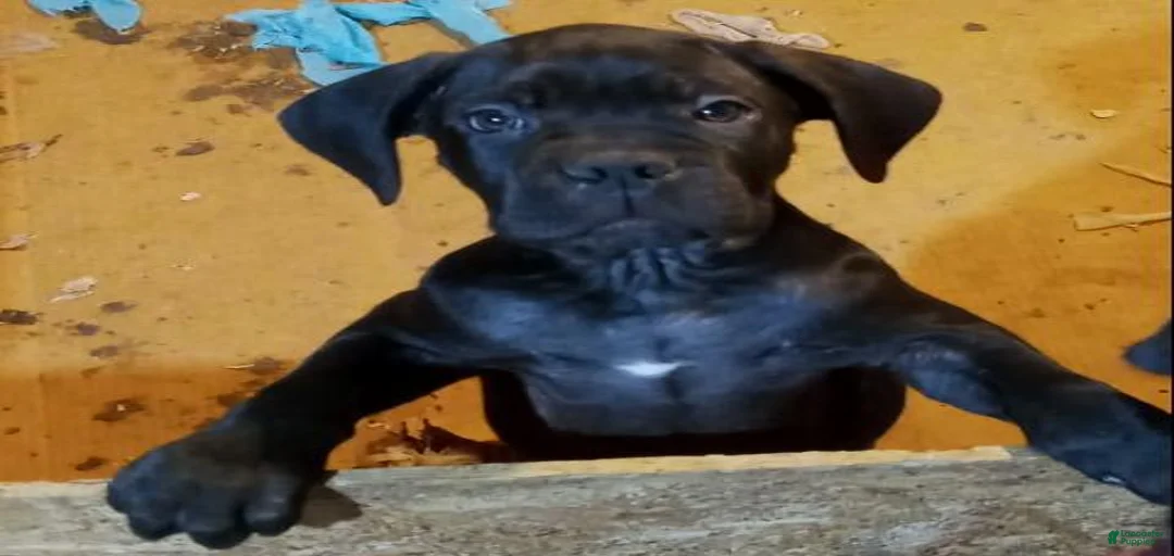 Gallery Image {{count}}