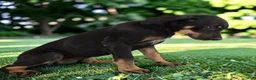 Catahoula Leopard Dog dogs for sale: Gypsie 2026 Female 2 - Ad 6