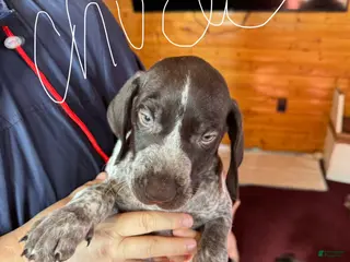 German Shorthaired Pointer dogs for sale: German Shorthaired Pointer Puppy 1 - Ad 3