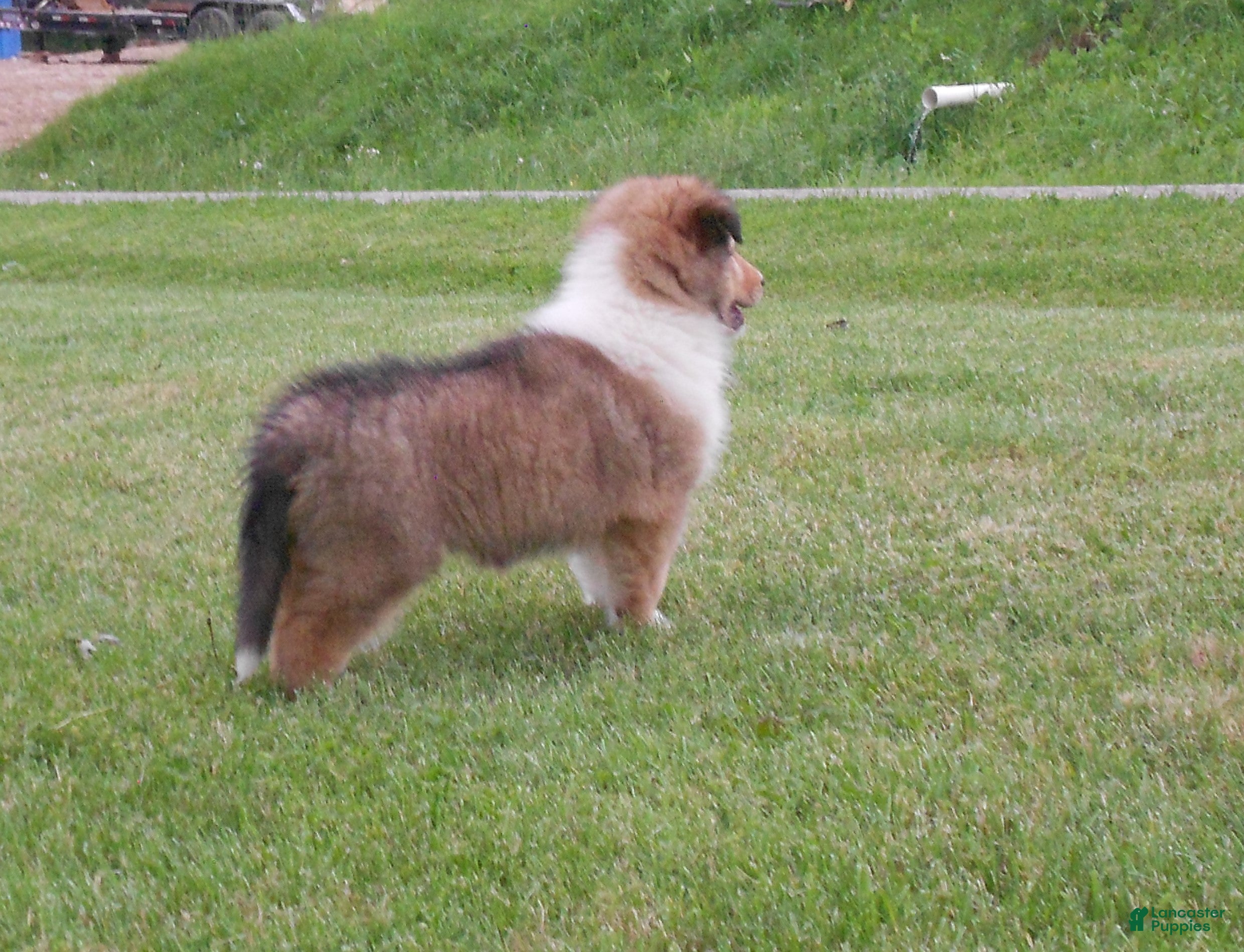Collie dogs for sale: Bobby - Ad 2