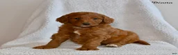 Goldendoodle dogs for sale: Diana - Ad 3