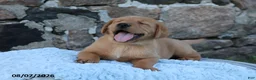 Goldador dogs for sale: Maverick - Ad 3