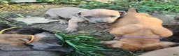 Cane Corso dogs for sale: Cane Corso 1 - Ad 14