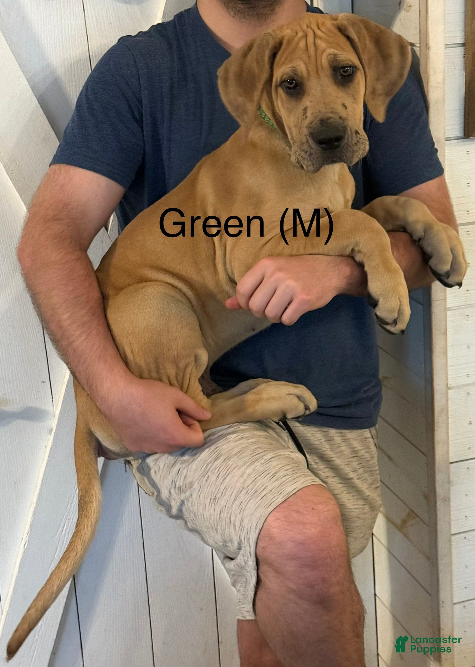 Great Dane dogs Green - Ad 23
