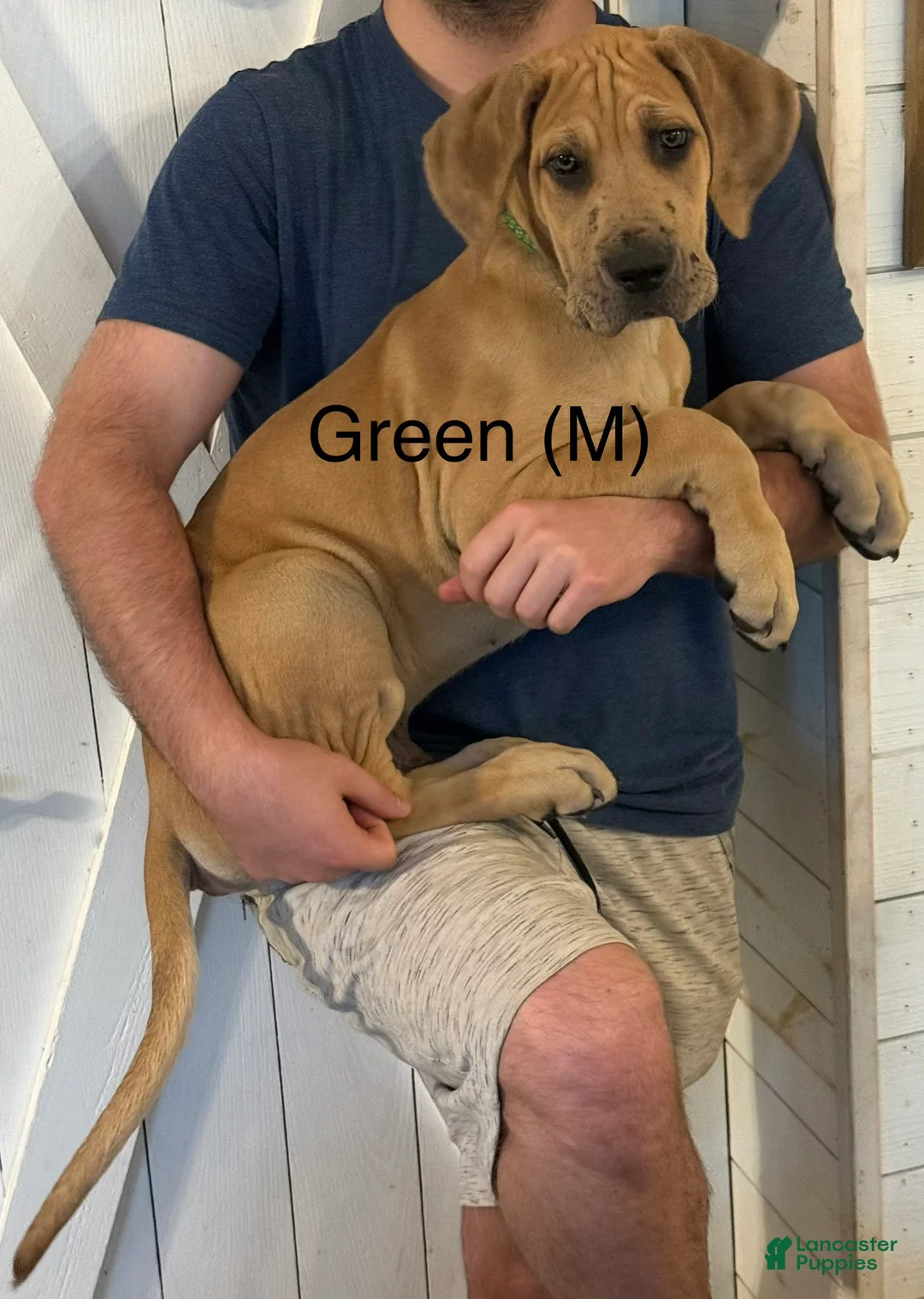 Great Dane dogs for sale: Green - Ad 1