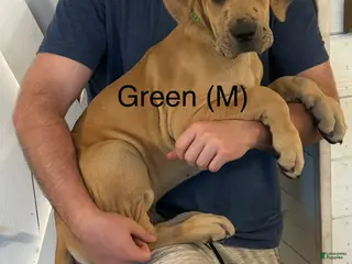 Great Dane dogs Green - Ad 23