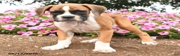 Boxer dogs for sale: Tassie - Ad 3