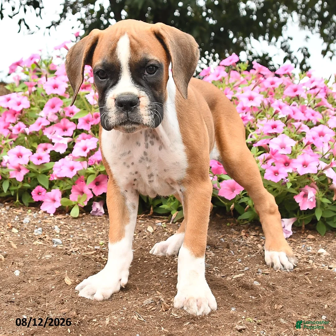Boxer dogs for sale: Tassie - Ad 3