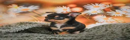 Chihuahua dogs for sale: Darla - Ad 4