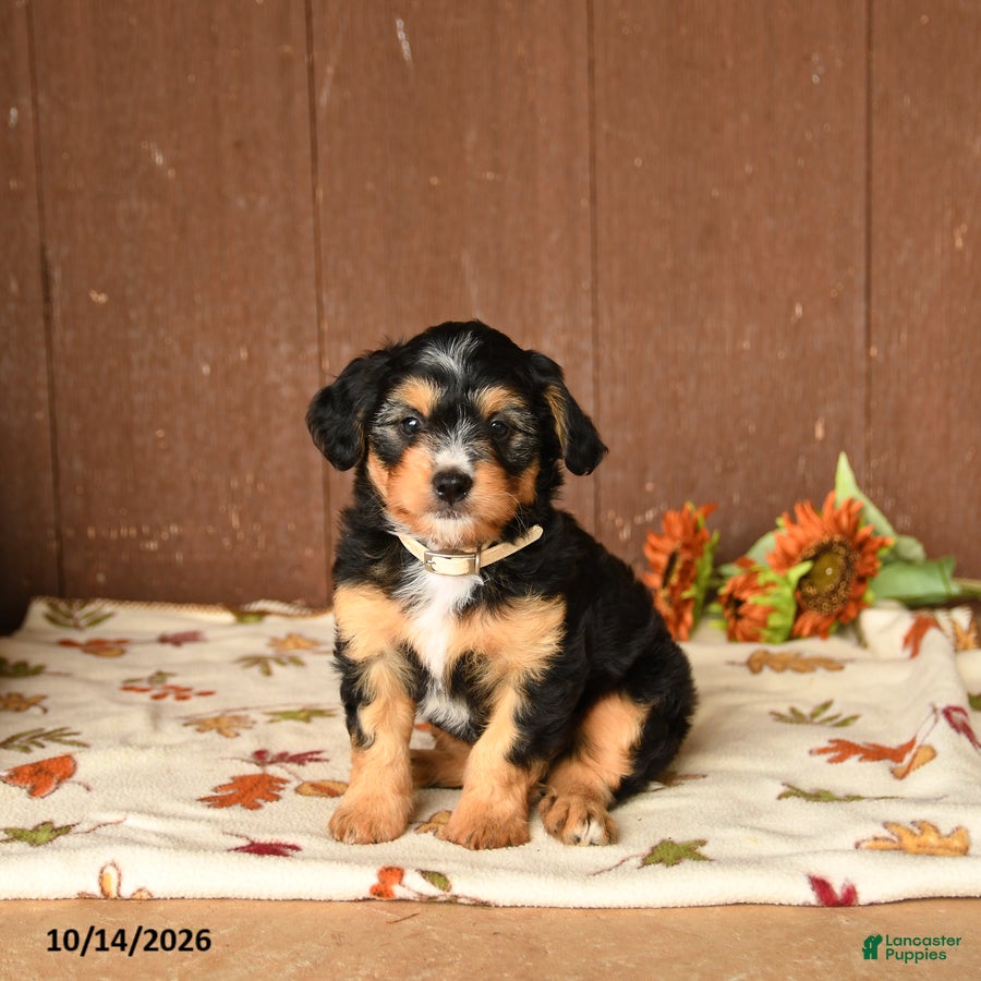 Mini Bernedoodle dogs Kooper - Ad 1