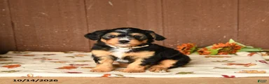 Kooper