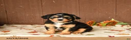 Mini Bernedoodle dogs for sale: Kooper - Ad 1