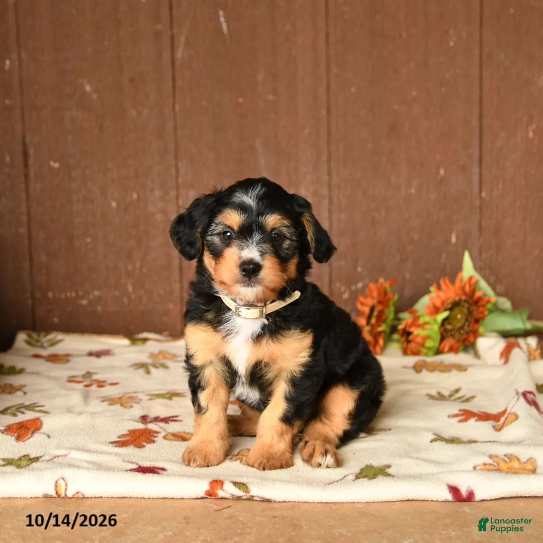 Mini Bernedoodle dogs for sale: Kooper - Ad 1