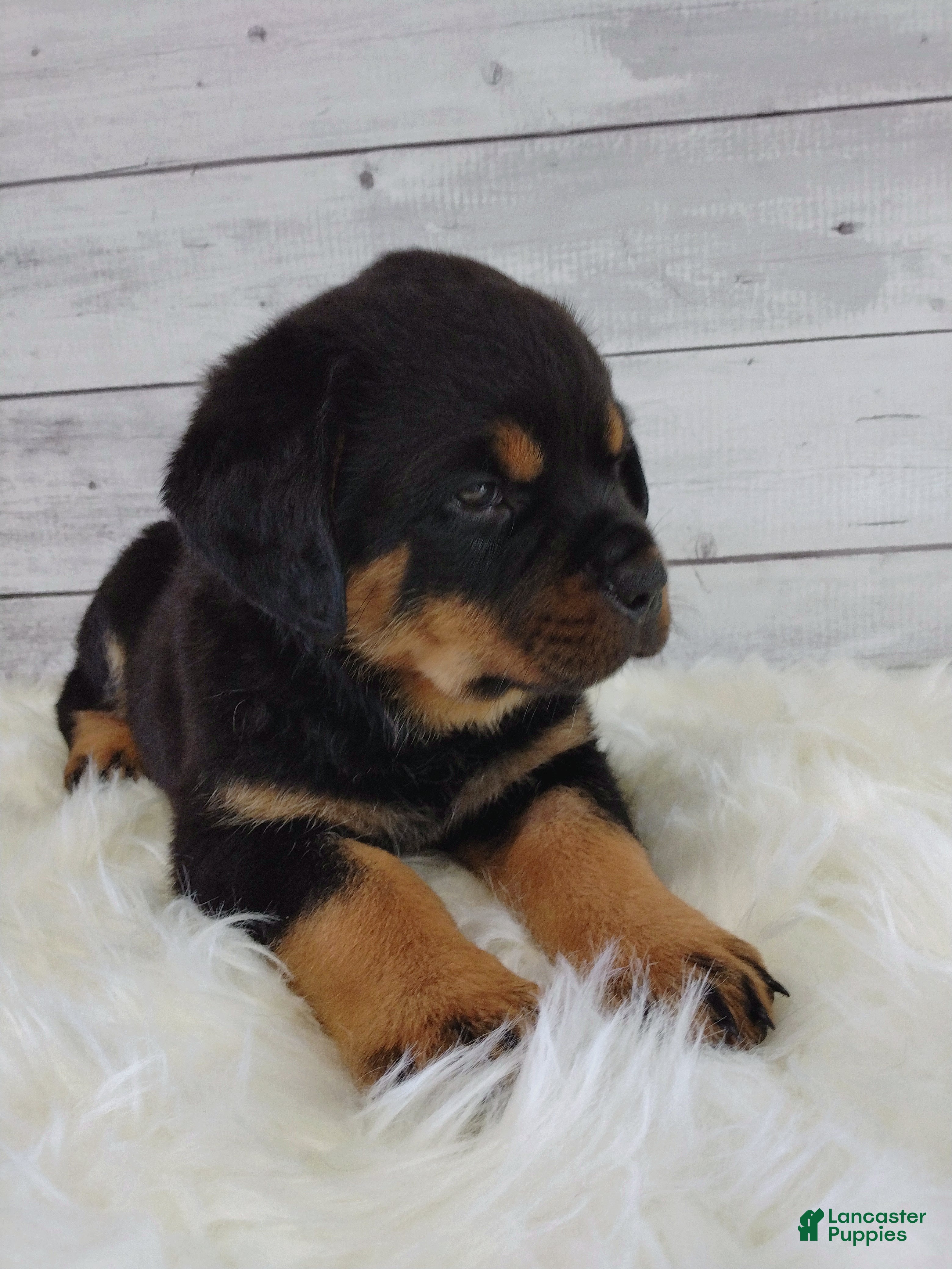 Rottweiler dogs Roxie  - Ad 2