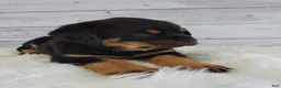 Rottweiler dogs for sale: Roxie  - Ad 3