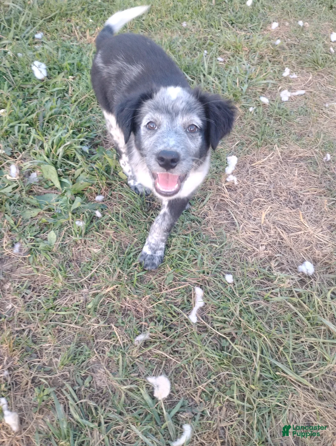 Mixed Breed dogs for sale: Mixed Breed Puppy 6 - Ad 2