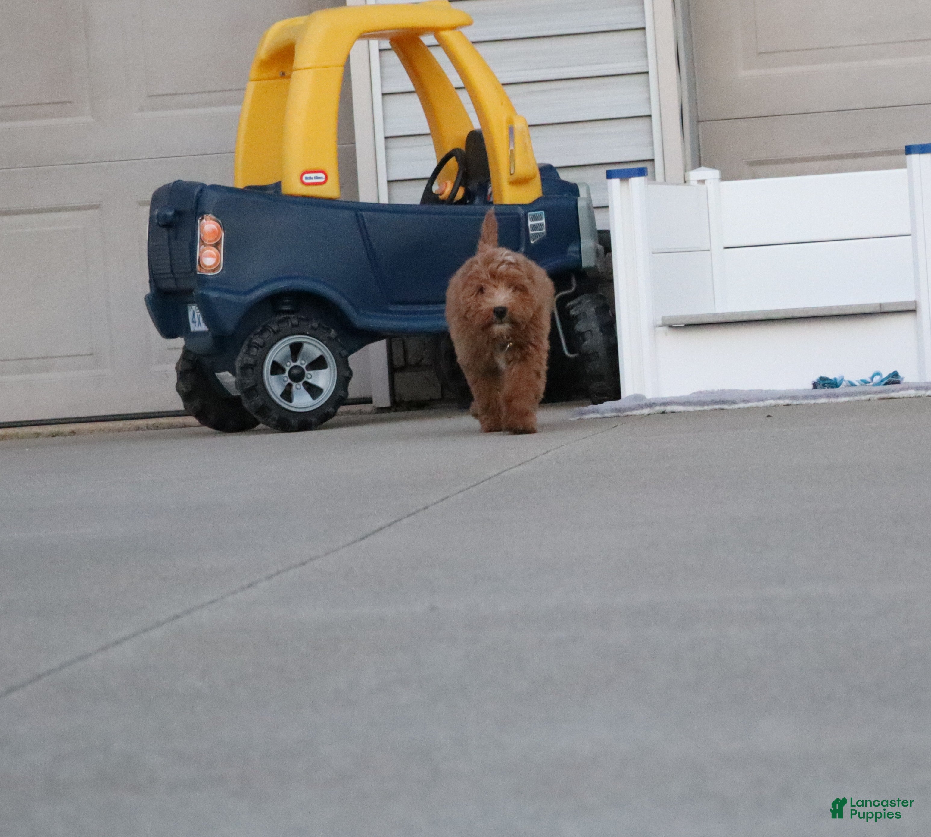 Mini Goldendoodle dogs Winslow 💙 Training - Ad 2