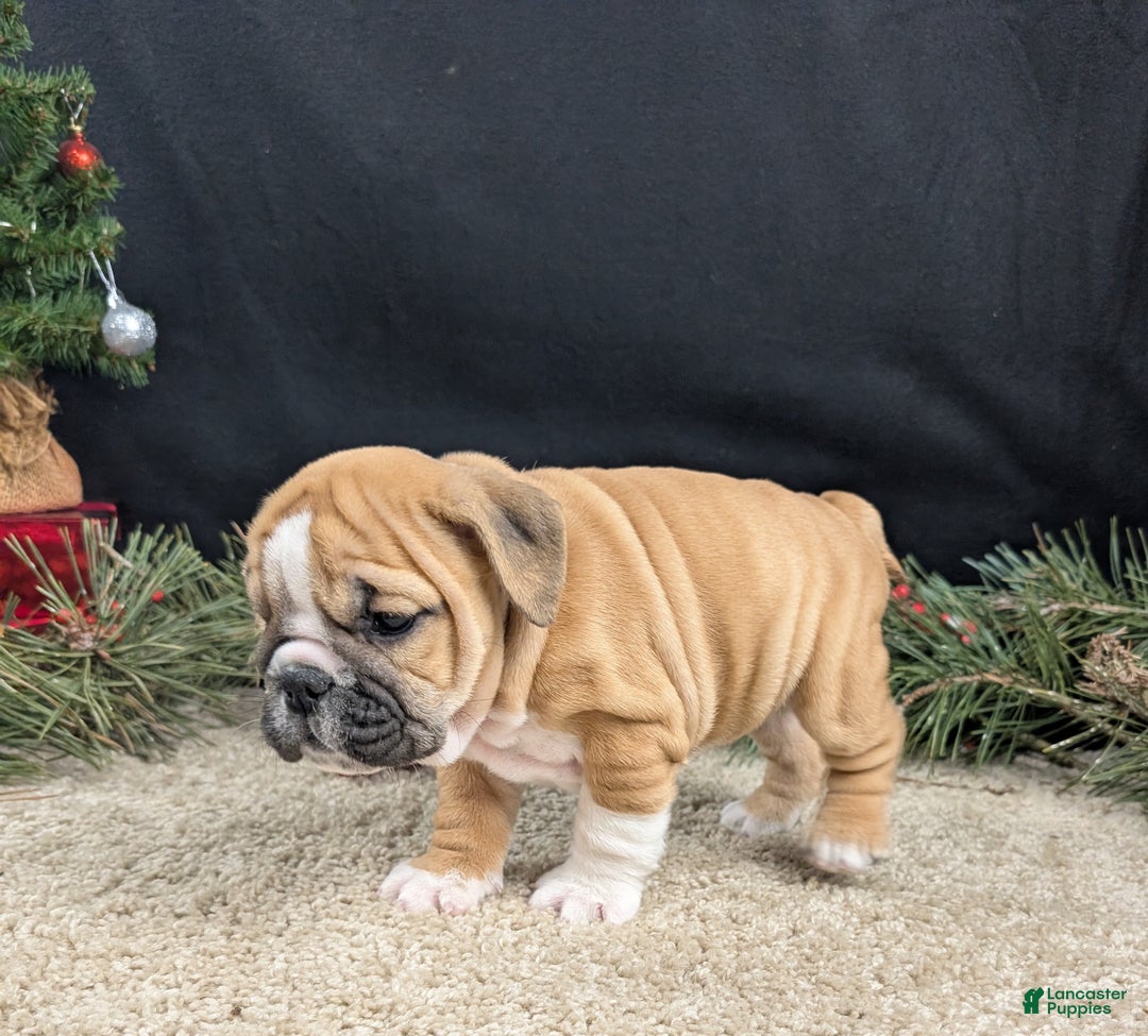 English Bulldog dogs for sale: Holly  - Ad 7