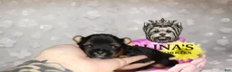Yorkshire Terrier dogs for sale: Kristoff - Ad 6