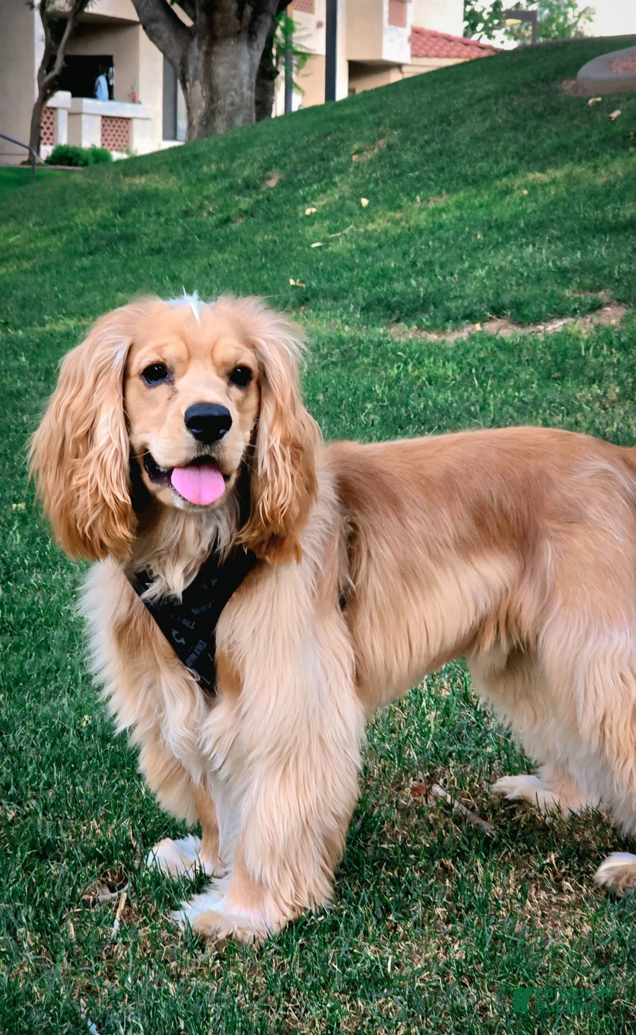 Cocker Spaniel dogs Leo.  - Ad 1