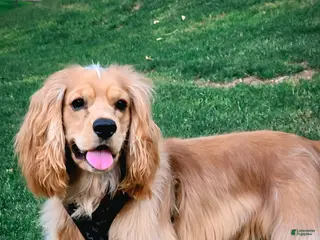 Cocker Spaniel dogs Leo. - Ad 18