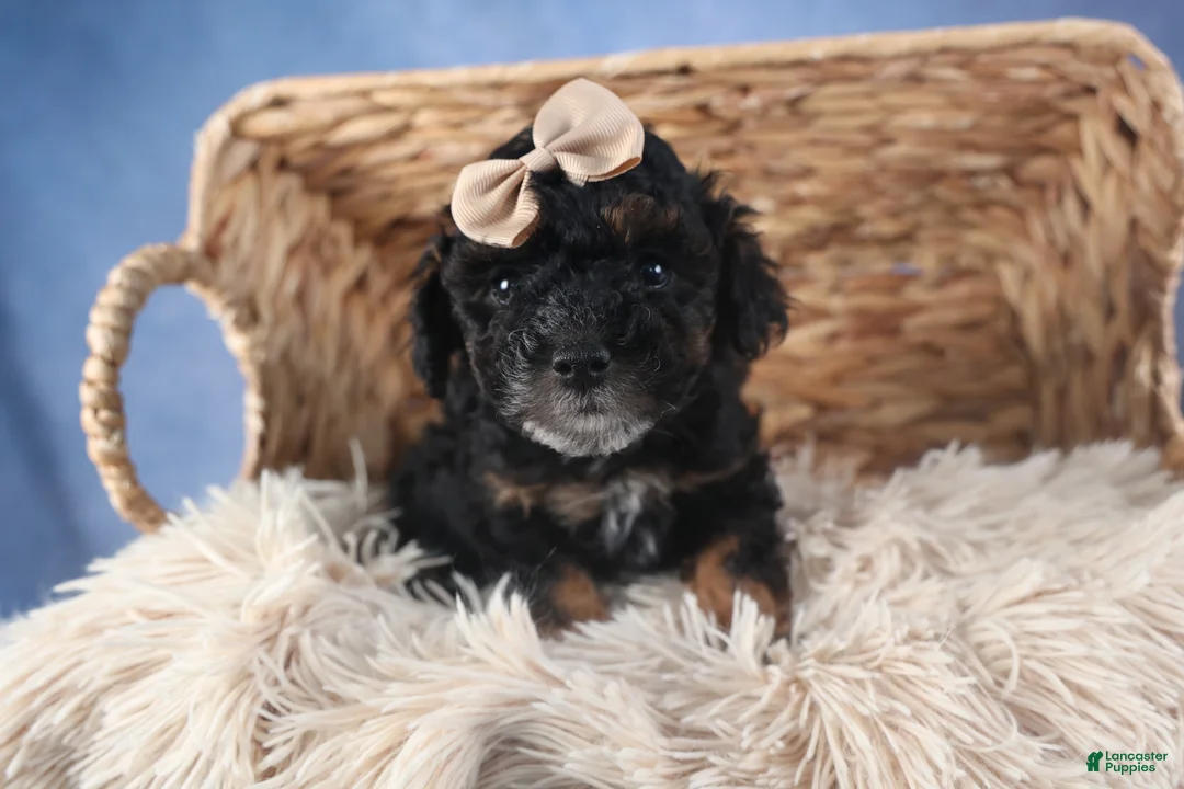 Miniature Poodle dogs for sale: Romeo - Ad 15