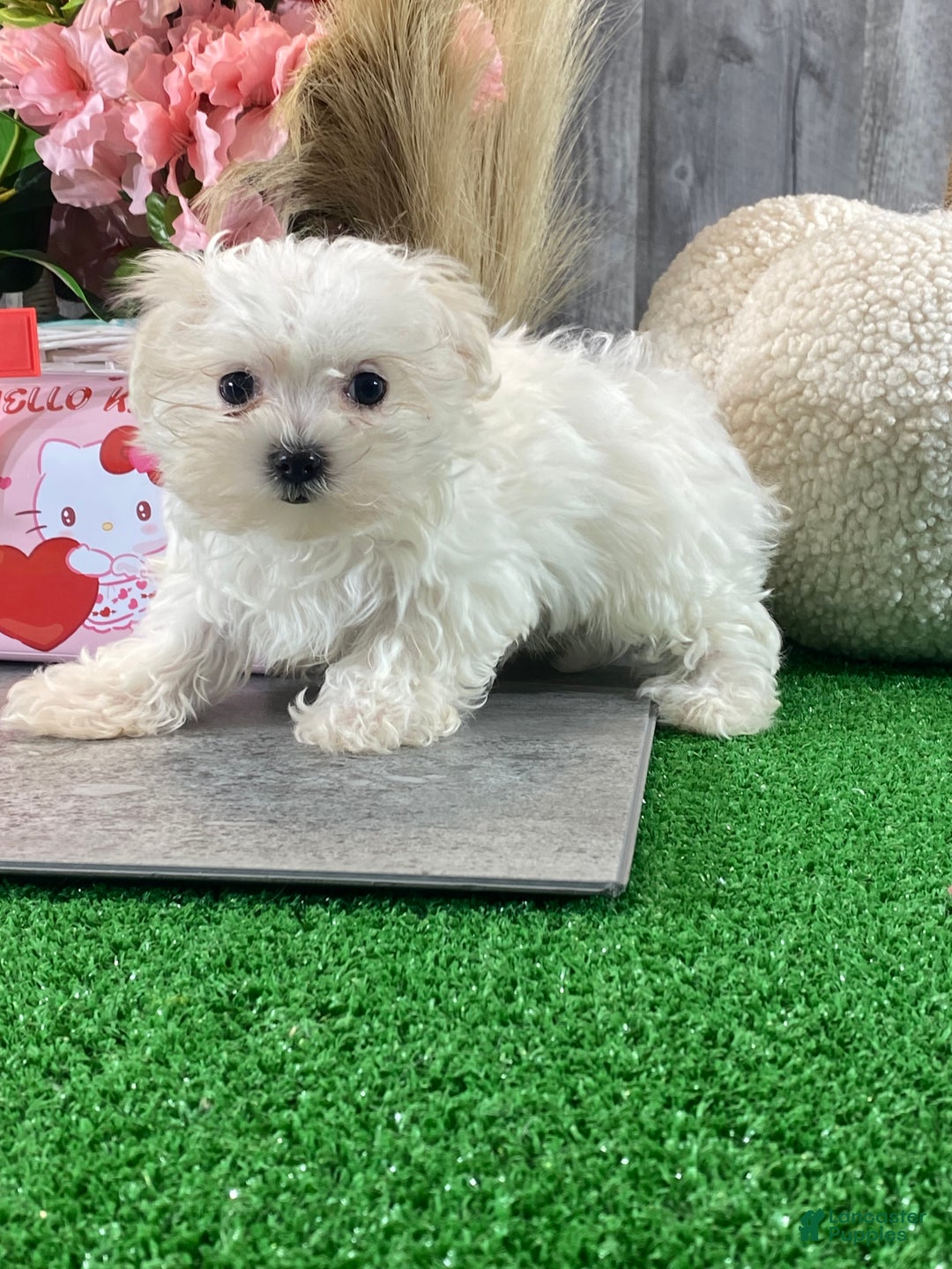 Maltese dogs for sale: Teacup Mikaylee - Ad 2