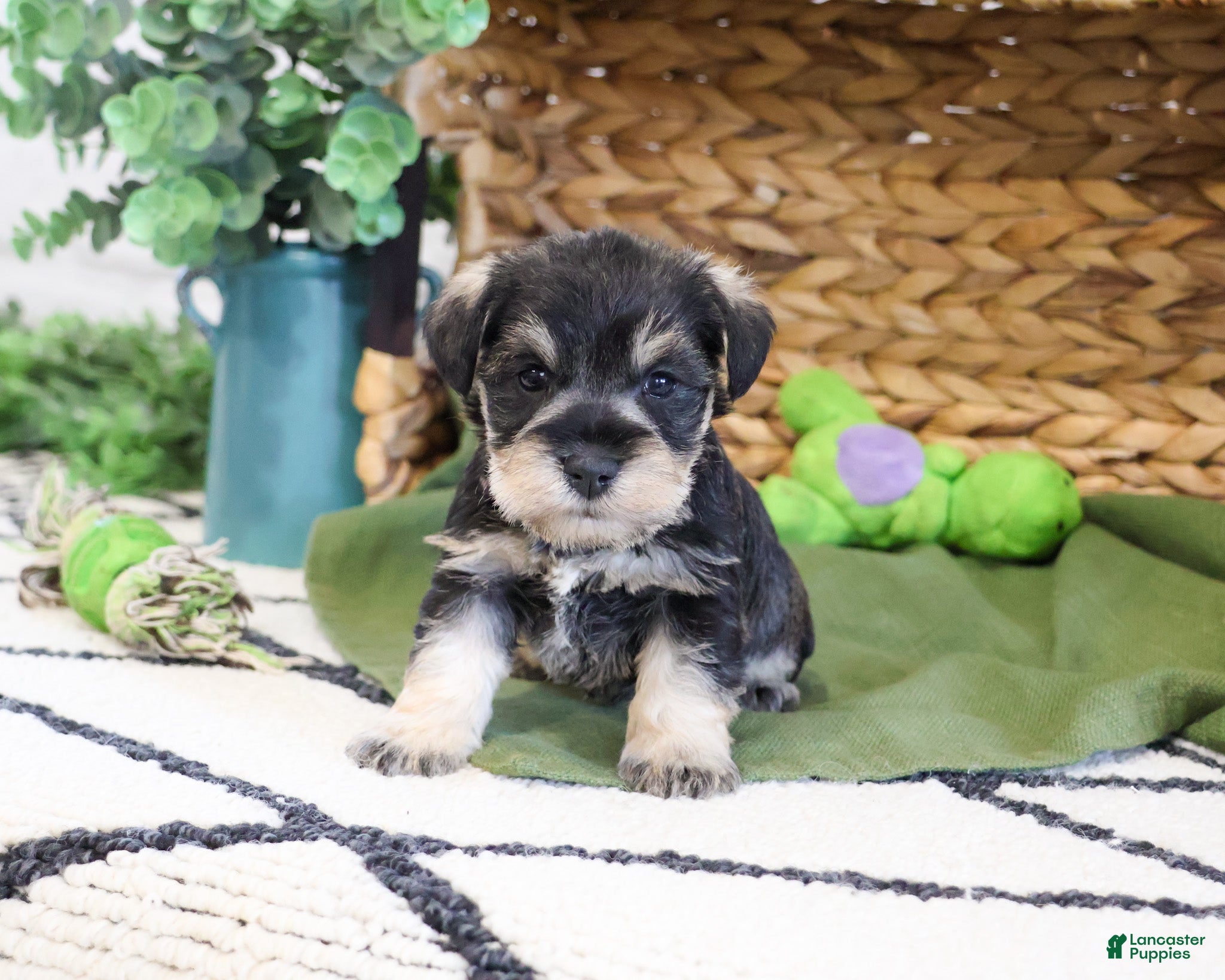 Miniature Schnauzer dogs Thomas  - Ad 35