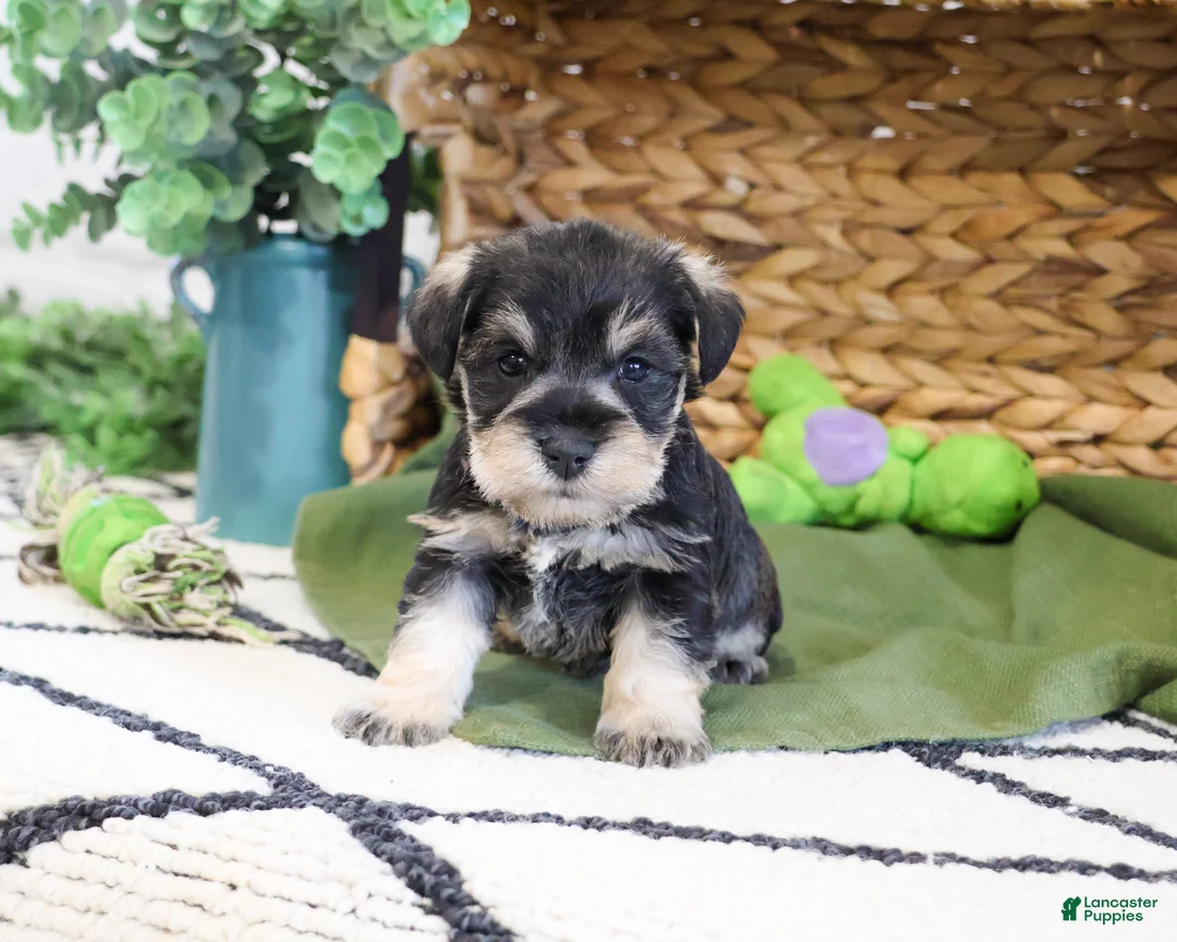 Miniature Schnauzer dogs for sale: Thomas  - Ad 1