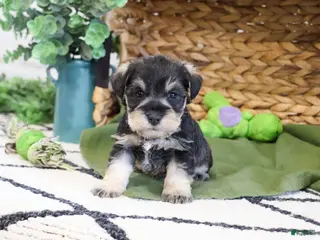 Miniature Schnauzer dogs Thomas - Ad 35