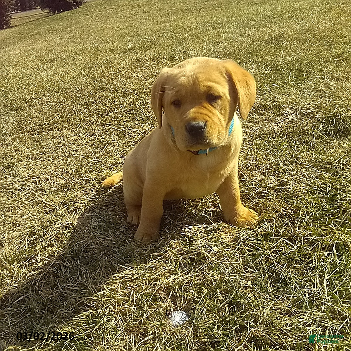 Labrador Retriever dogs Samson - Ad 1