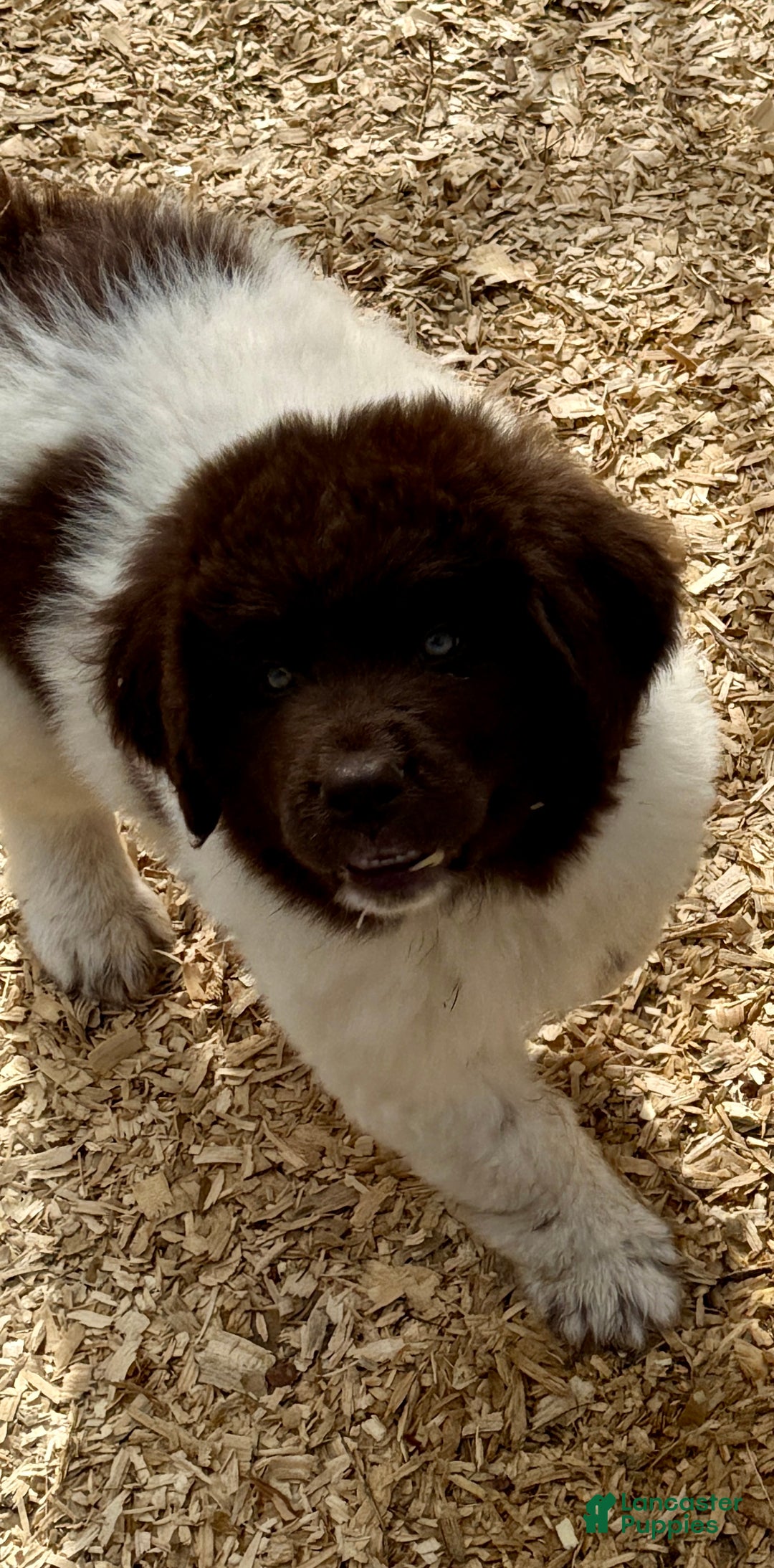 Newfoundland dogs for sale: Mistletoe  - Ad 4
