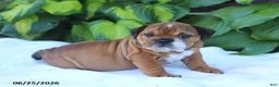 English Bulldog dogs for sale: Roxy - Ad 3