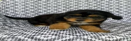 Mini Aussiedoodle dogs for sale: Tabby - Ad 3