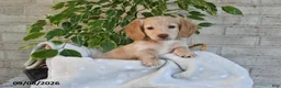 Miniature Dachshund dogs for sale: Osar - Ad 5
