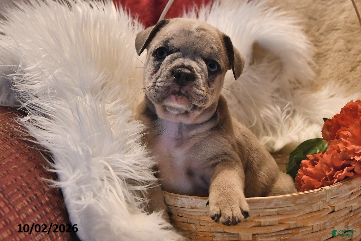 Frenchton dogs Pluto - Ad 1