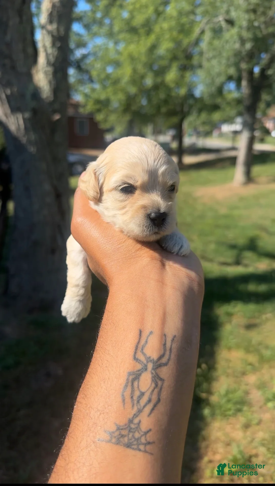 Cockapoo dogs for sale: Cockapoo 4 - Ad 1