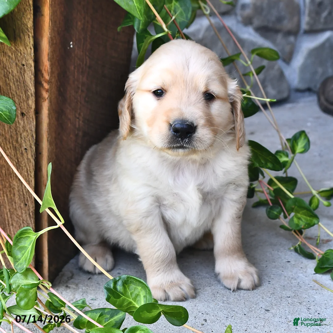 Mixed Breed dogs for sale: Thatcher - Ad 2