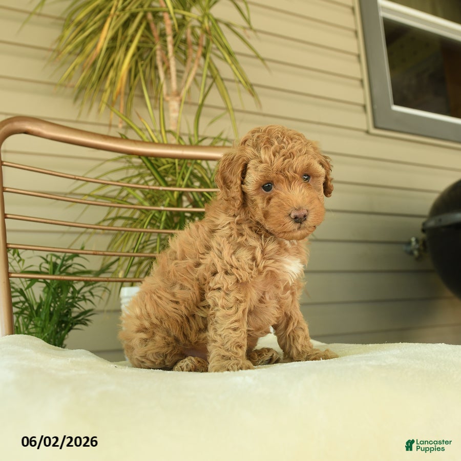 Miniature Poodle dogs Maggy - Ad 2