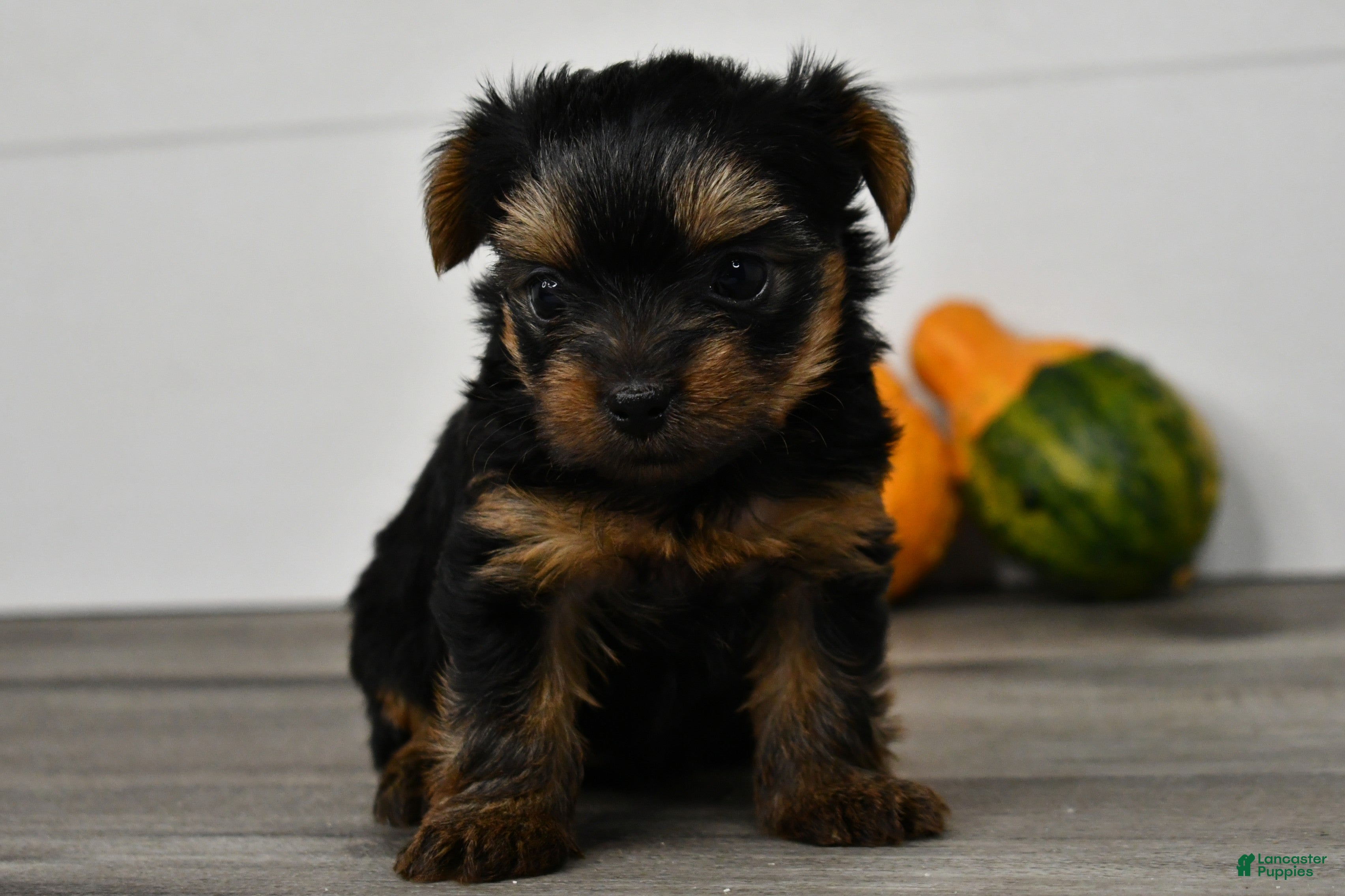 Yorkshire Terrier dogs Asia - Ad 1
