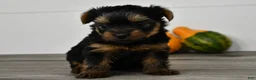 Yorkshire Terrier dogs for sale: Asia - Ad 1