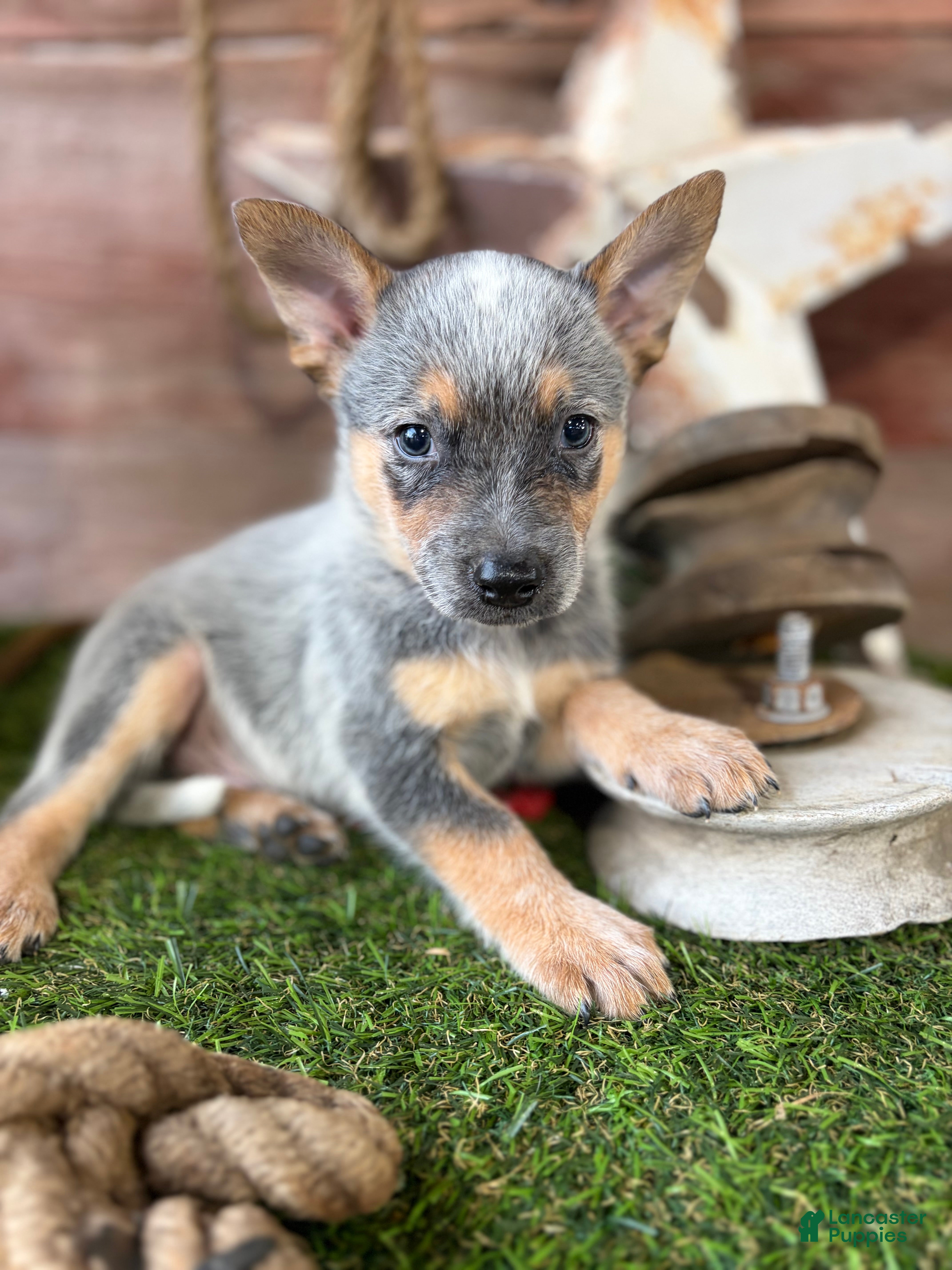 Australian Cattle Dog dogs Cinch - Ad 1