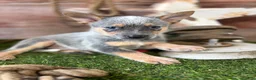 Australian Cattle Dog dogs for sale: Cinch - Ad 1