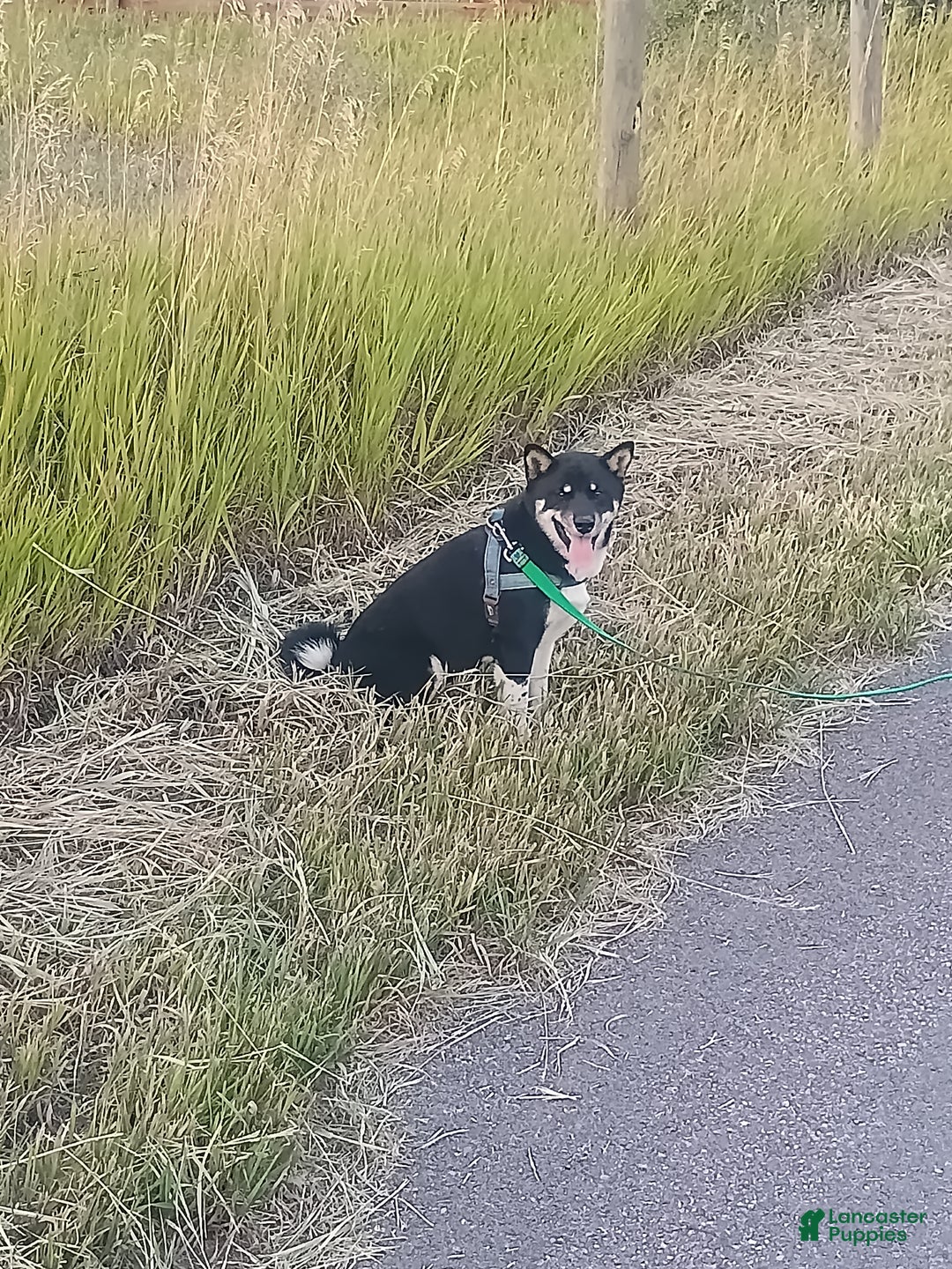 Shiba Inu dogs for sale: Bret - Ad 2