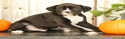Boxer dogs for sale: Ace - Ad 5