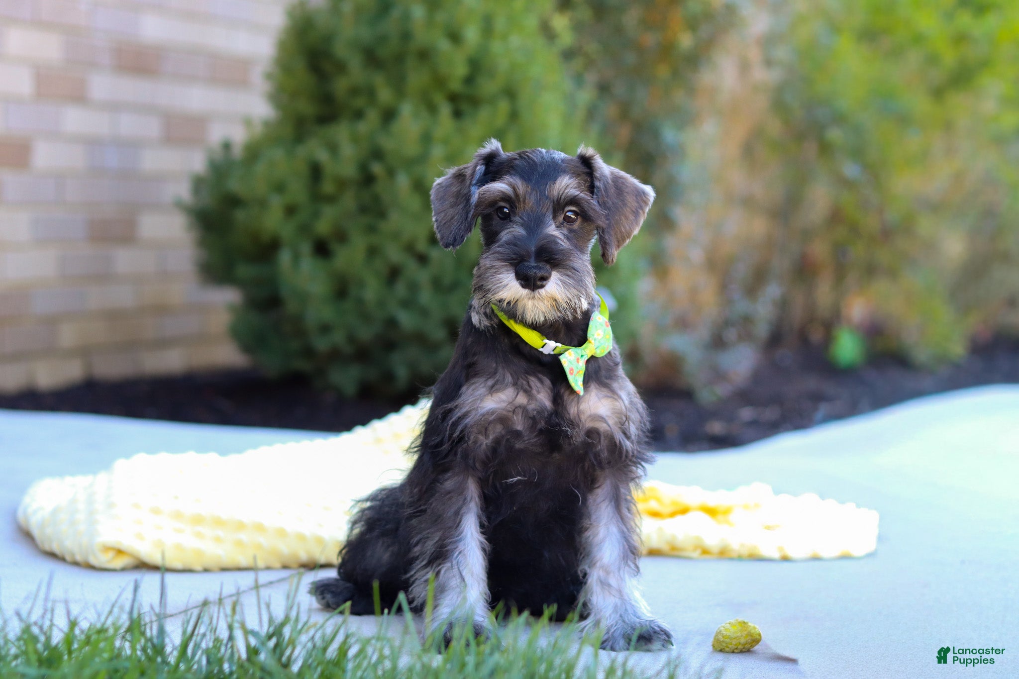 Miniature Schnauzer dogs Cruz - Ad 18